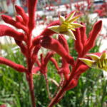 Kangaroo paw