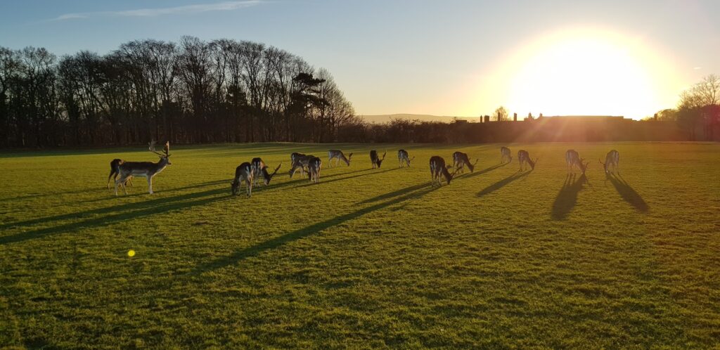 Phoenix park fallow deer